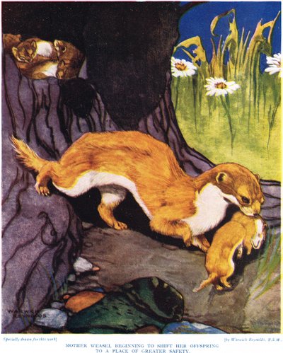 Mother Weasel Beginning to Shift Her Offspring, Illustration from 